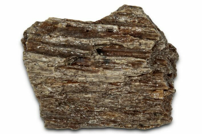 Fossil Tyrannosaur (T rex) Bone Section - Wyoming #352751